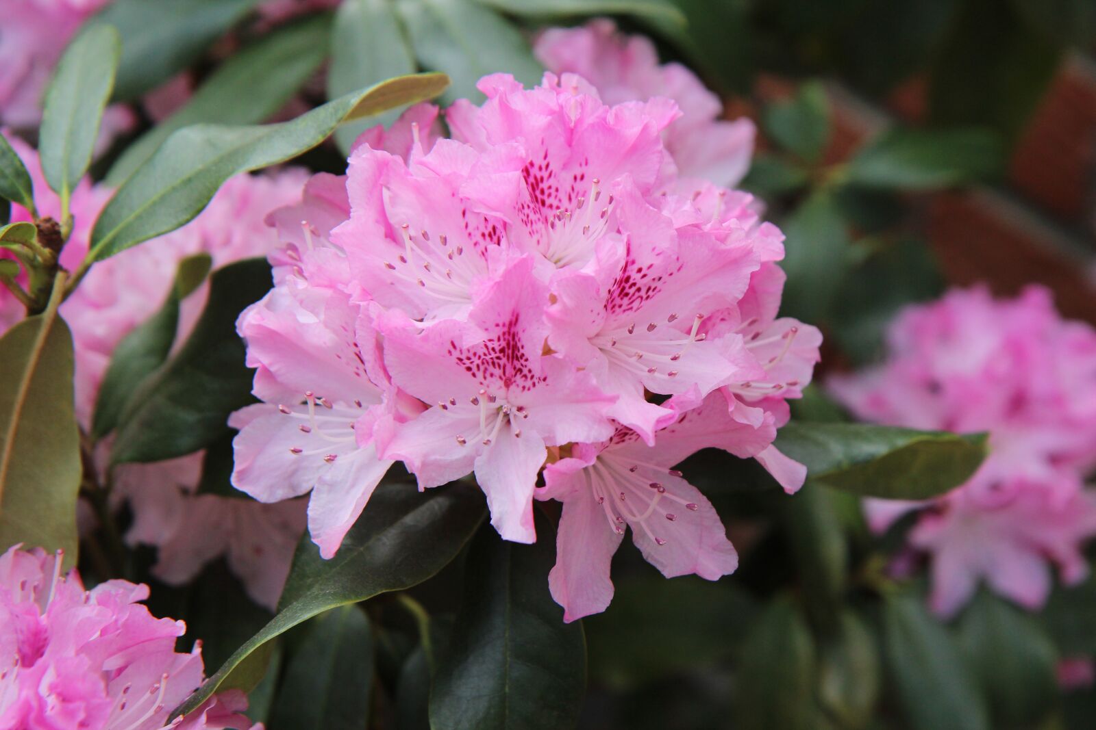 Canon EOS 600D (Rebel EOS T3i / EOS Kiss X5) sample photo. Rhododendron, rhododendron pink, flowering photography