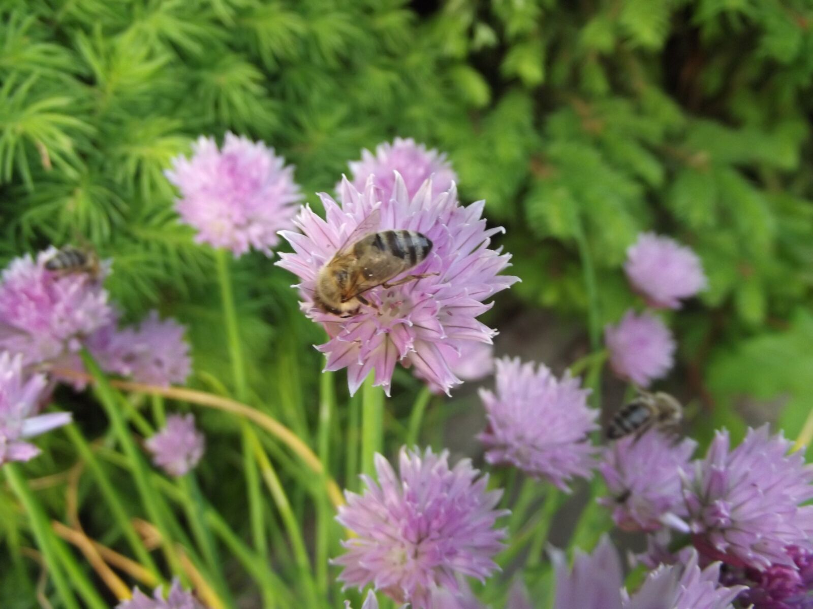 Fujifilm FinePix S2980 sample photo. Flower, bee, nature photography