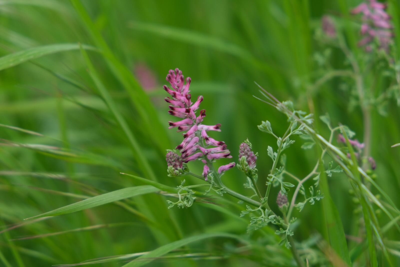 Fujifilm X-T30 sample photo. Erdrauch, plant, meadow photography