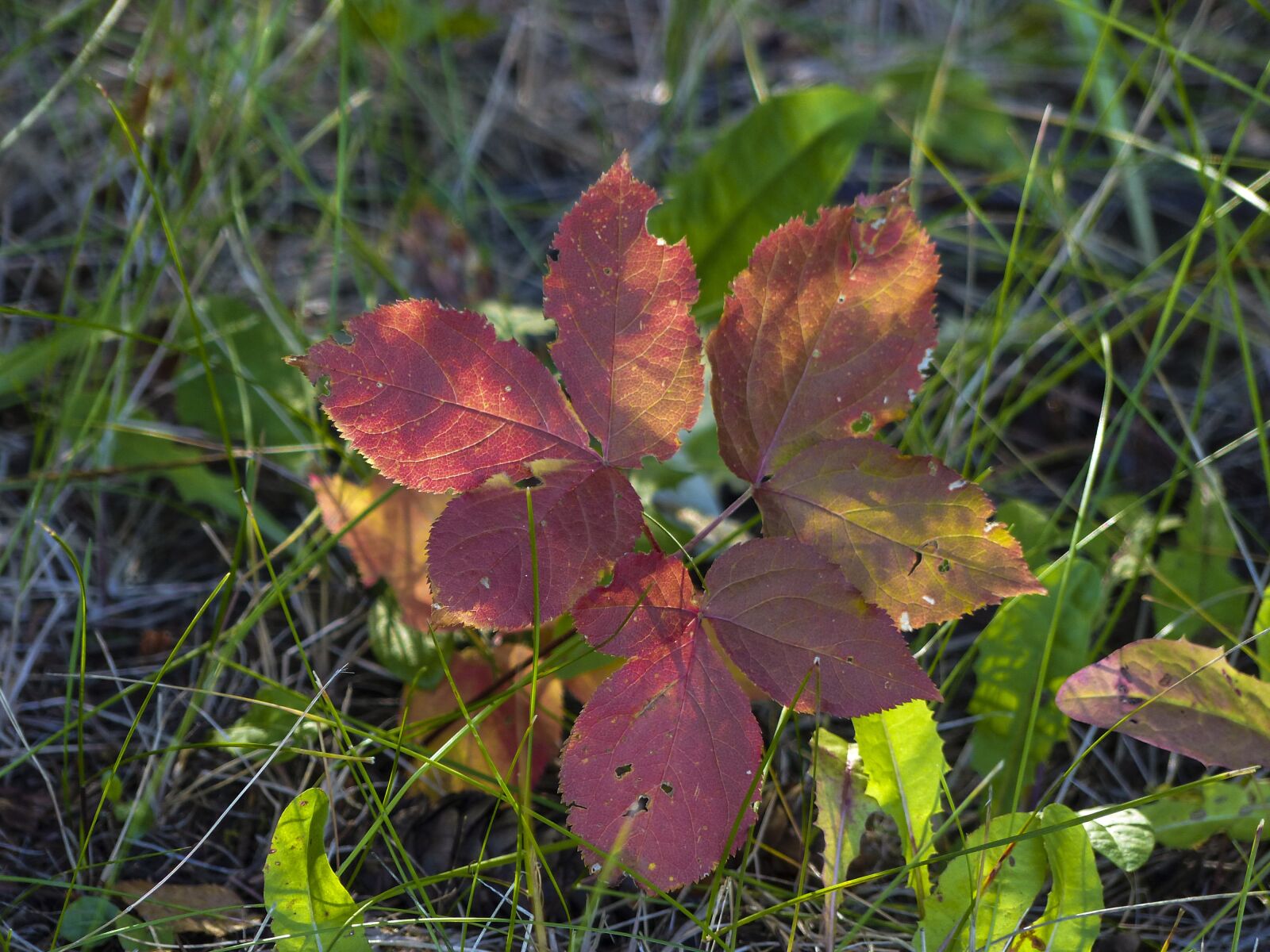 Panasonic Lumix DMC-FZ200 sample photo. Autumn, golden autumn, leaves photography