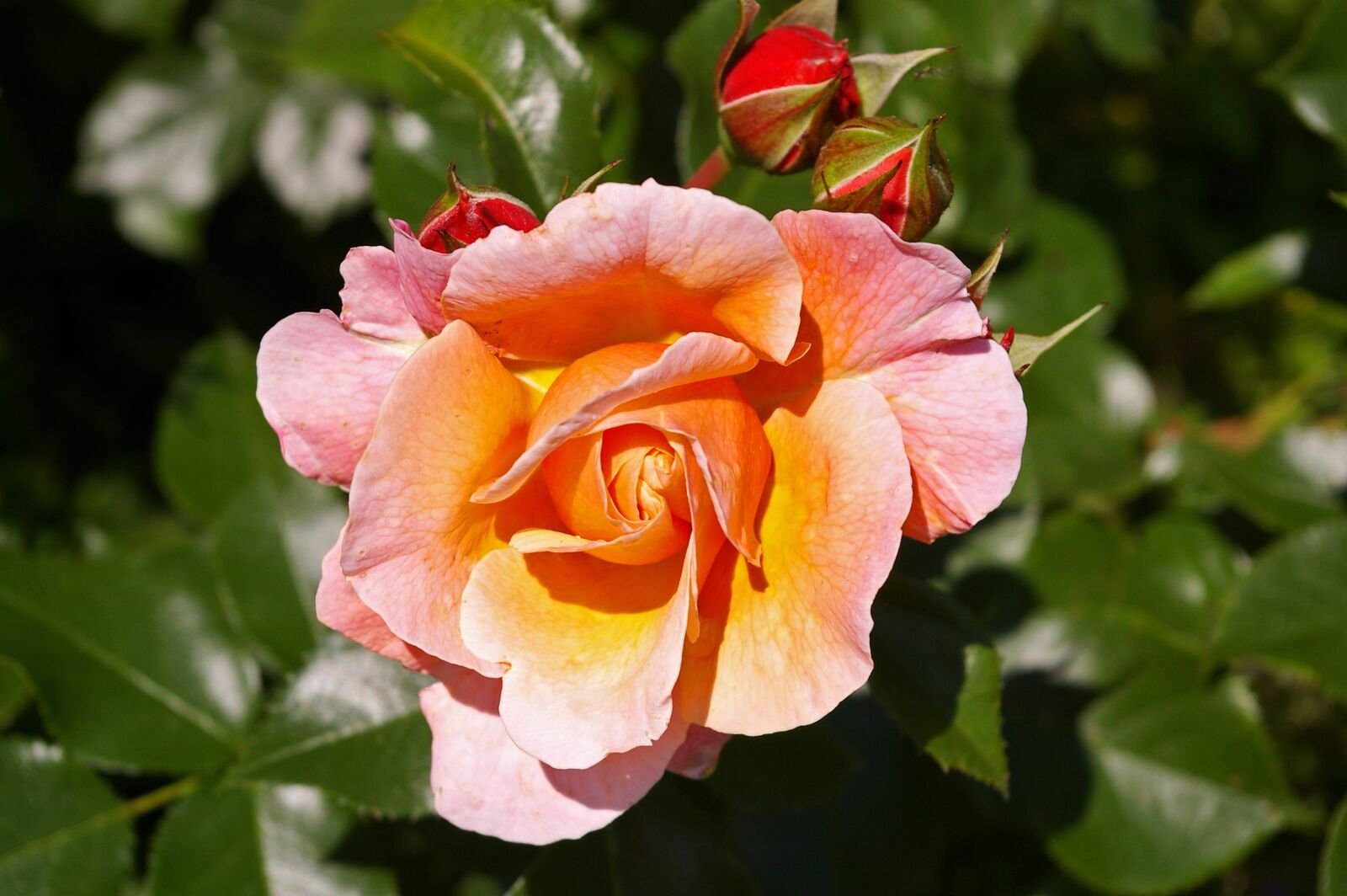 Pentax *ist DL2 sample photo. Rose, pink rose, scented photography