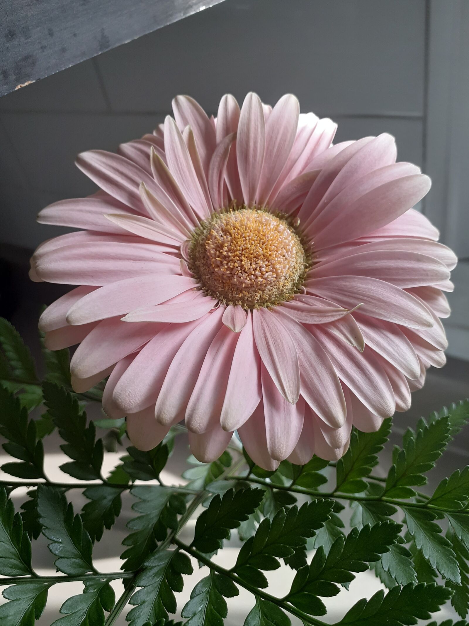Samsung Galaxy A20 sample photo. Flower, marguerite, pink photography