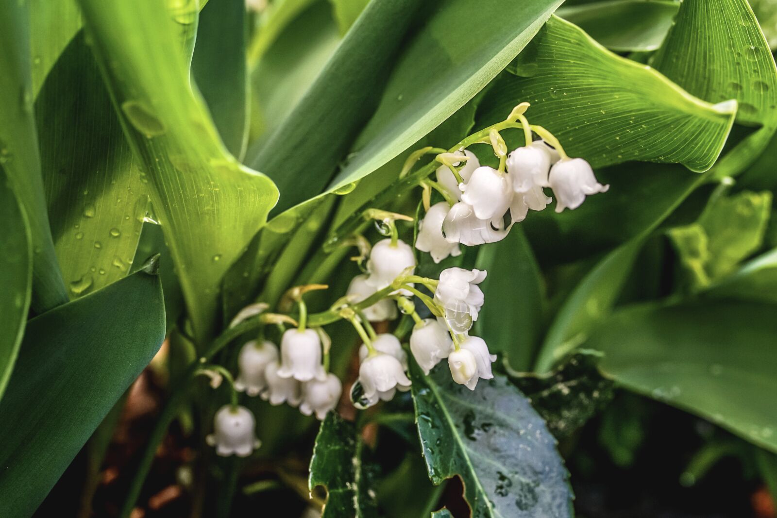 Sony ILCA-77M2 sample photo. Lily of the valley photography