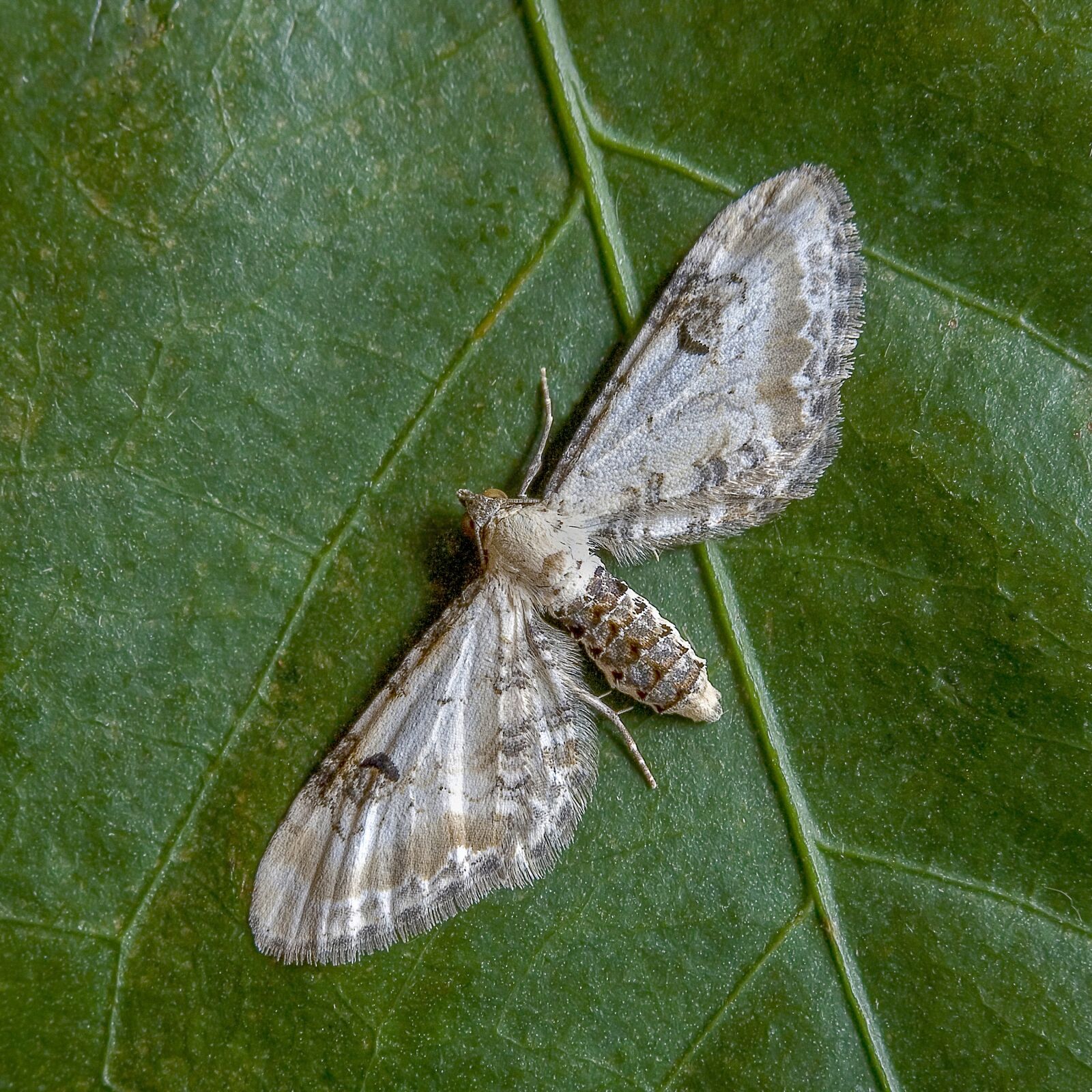 Canon EOS 400D (EOS Digital Rebel XTi / EOS Kiss Digital X) sample photo. Moth, lime-speck-pug, wings photography
