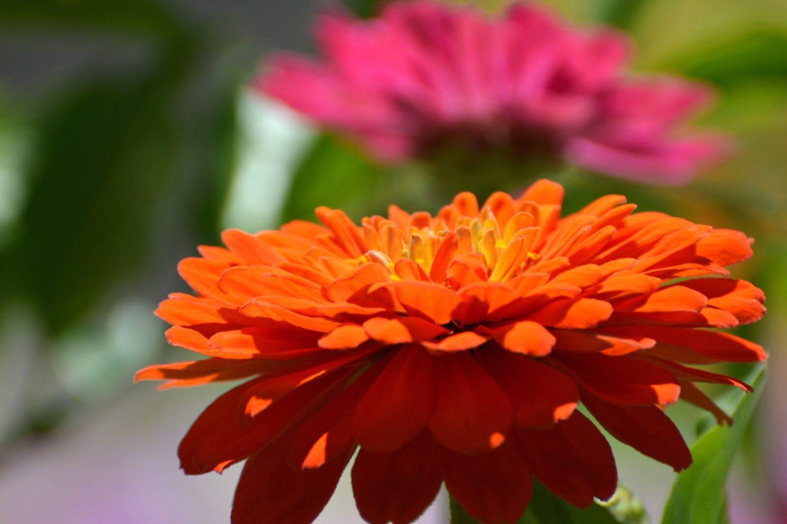 Nikon D3200 sample photo. Zinnia, flowers, orange photography