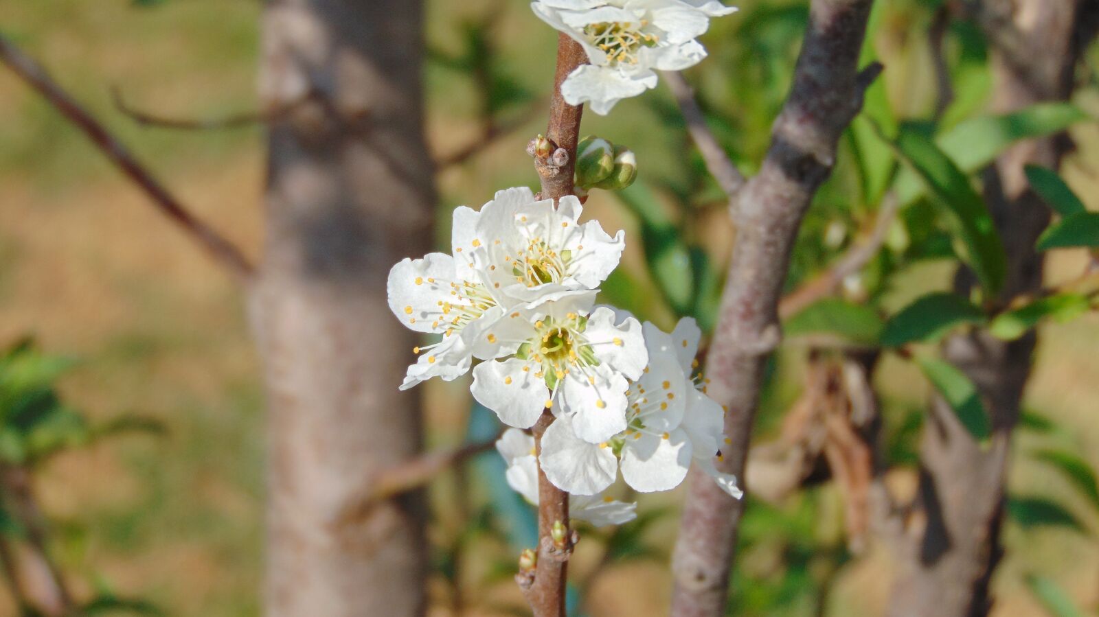 Sony Cyber-shot DSC-H300 sample photo. Tree, nature, plant photography