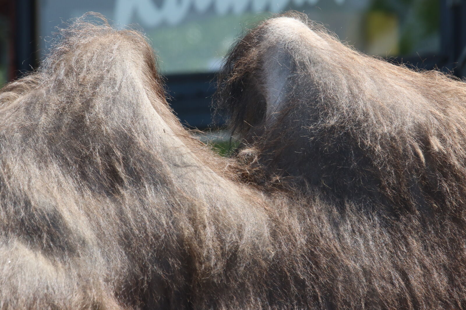 Canon EOS 7D Mark II sample photo. Animal, brown, bumps, camel photography