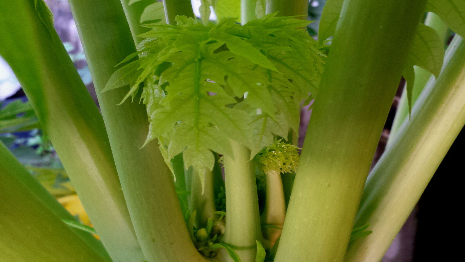 Samsung Galaxy S4 sample photo