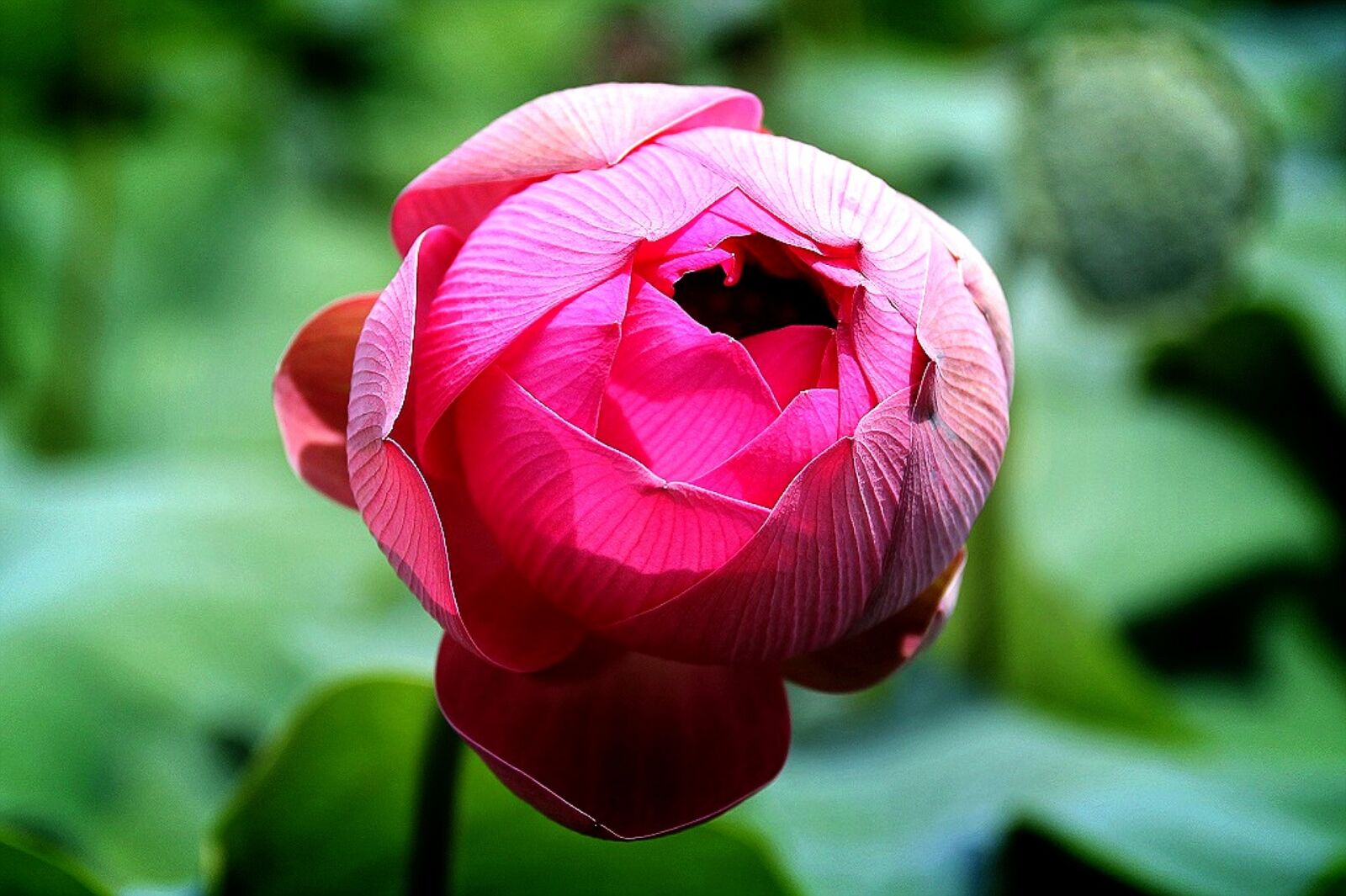Canon EOS 60D sample photo. Annual flowers, nature, red photography