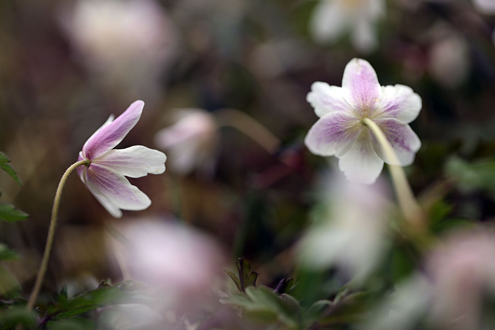 Canon EOS R sample photo. Anemone, spring, flower photography
