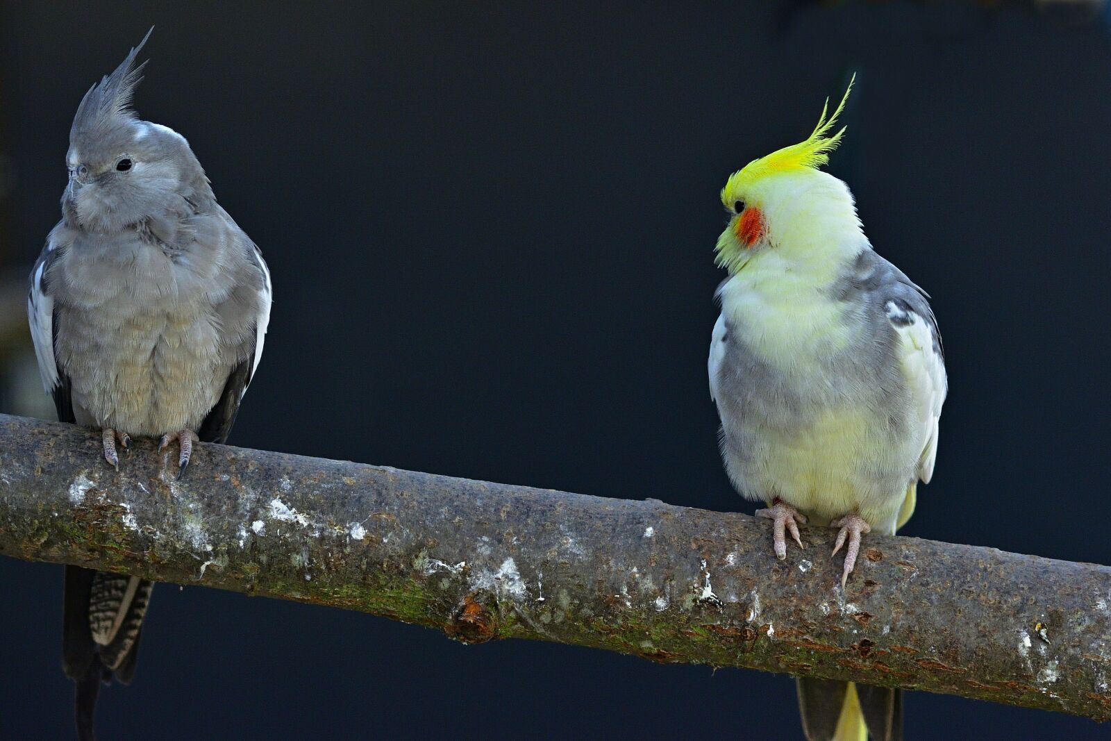 Nikon D5200 sample photo. Animal world, parakeets, bird photography