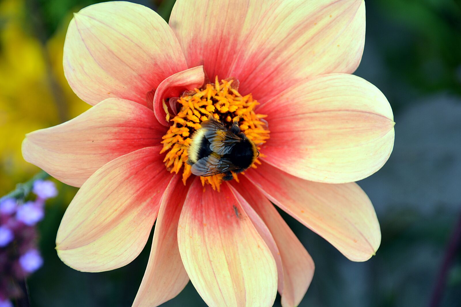 Nikon D5200 sample photo. Flower, bourdon, insect photography