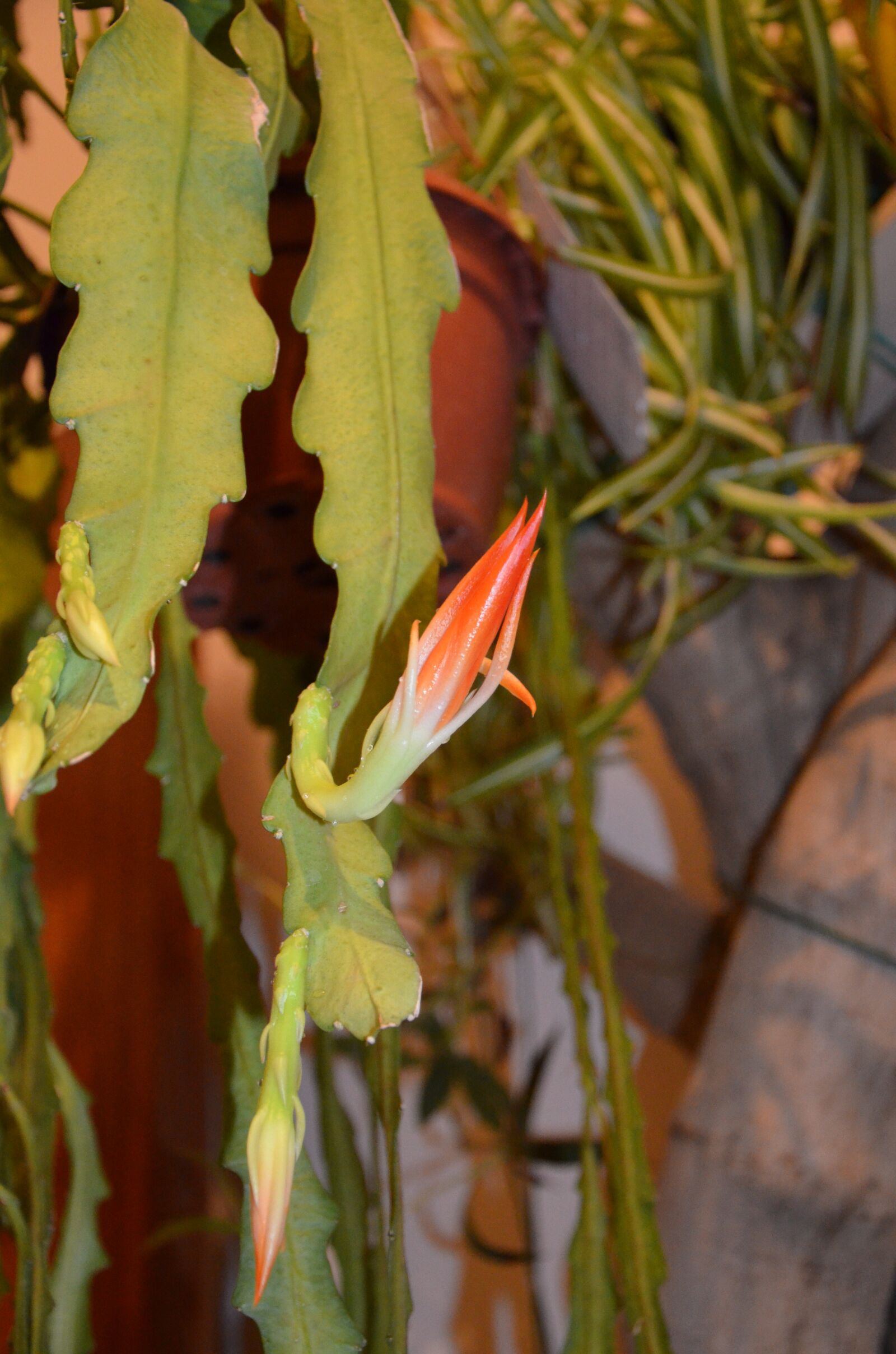 Nikon D5100 sample photo. Epiphyllum, hylocereeae, cactaceae photography