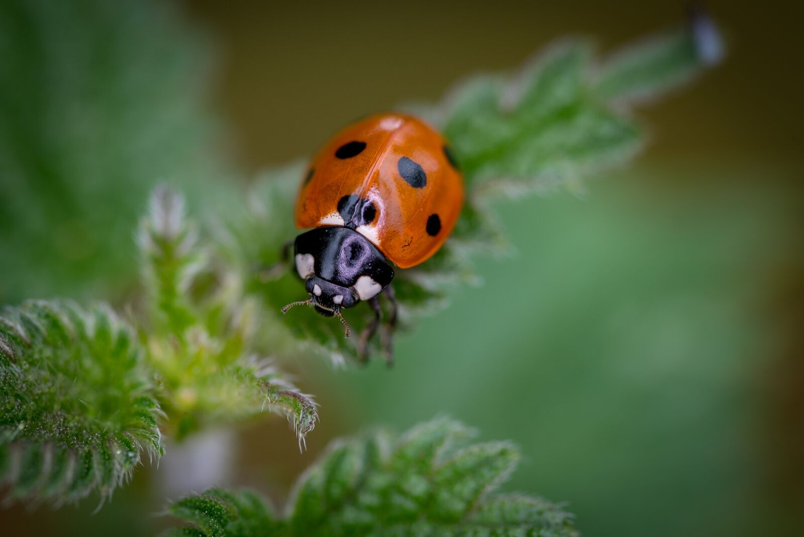 Nikon D750 sample photo. Ladybird, macro, close photography