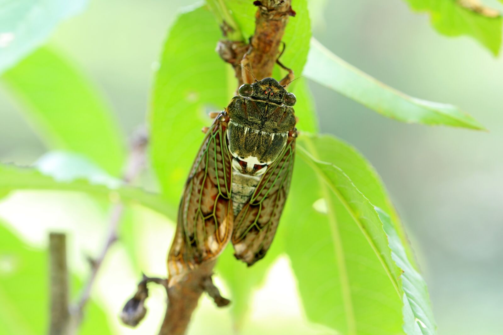 Canon EOS 7D Mark II sample photo. Nature, wood, cicada photography