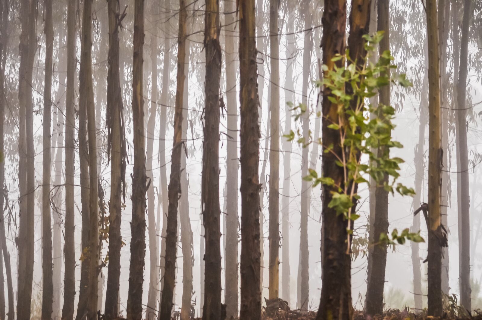 Nikon D90 sample photo. Mist, trees, forest photography