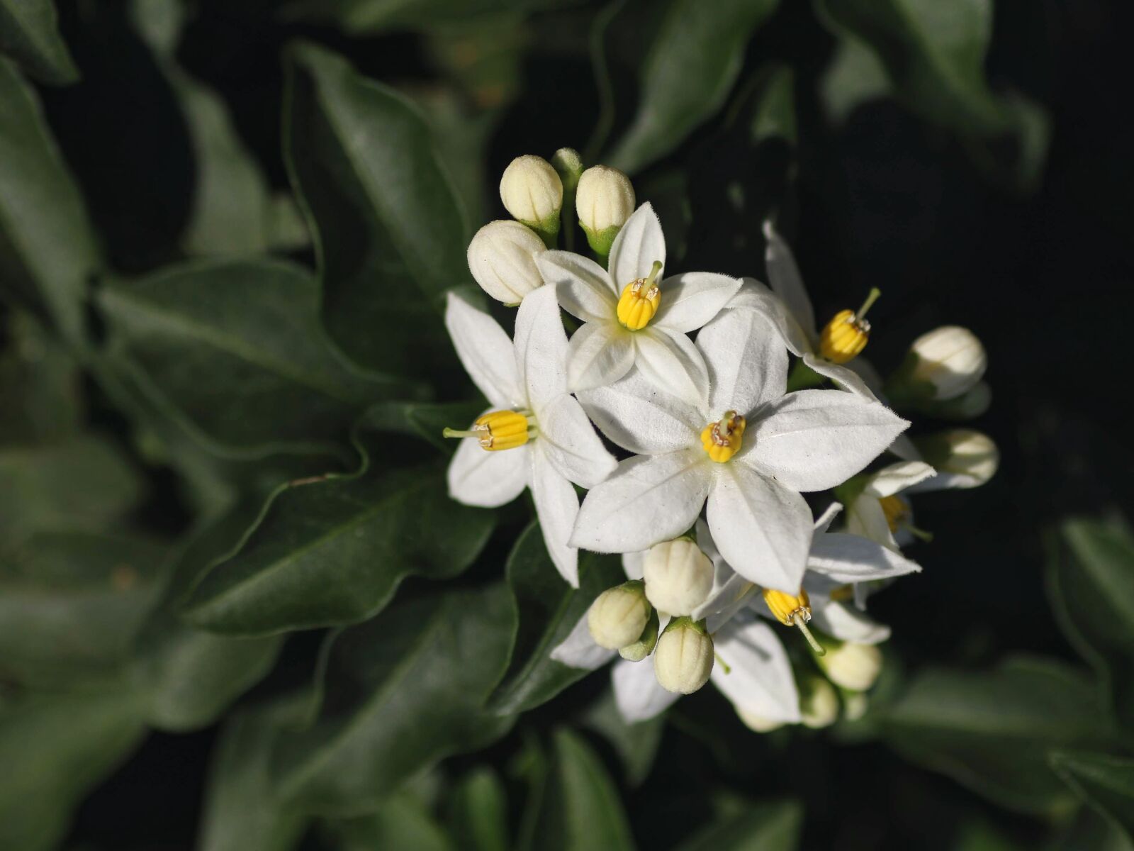 Tamron SP 90mm F2.8 Di VC USD 1:1 Macro sample photo. Jasmin, flowers, white photography