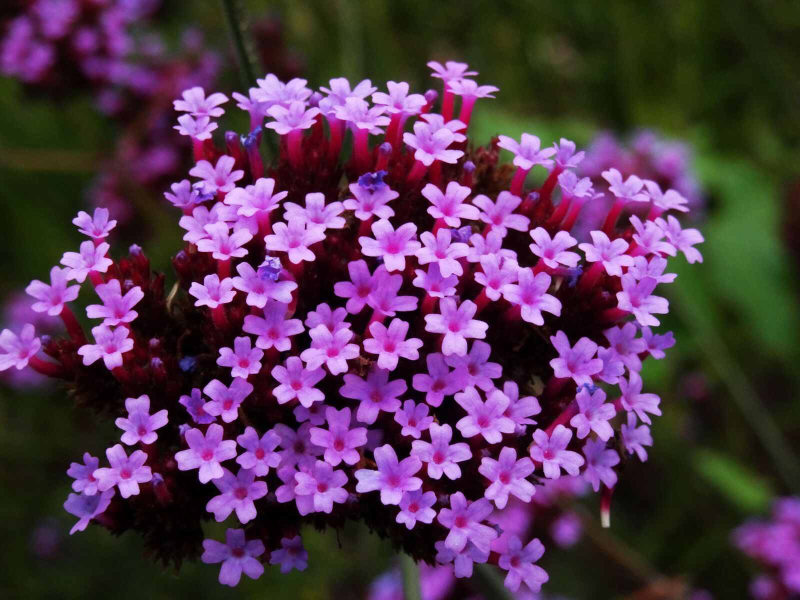Sony DSC-HX50 sample photo. Flower, purple, small photography