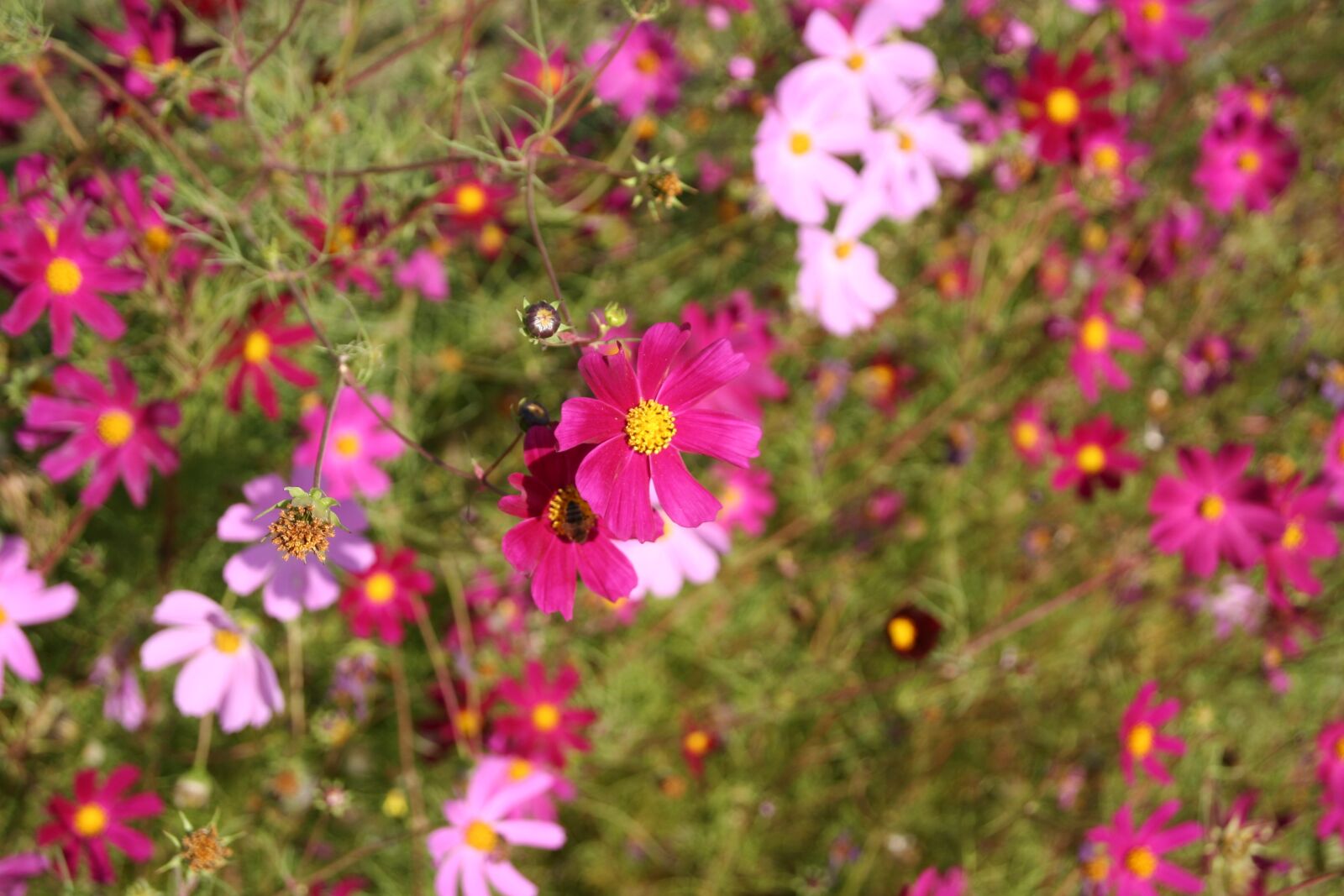 Canon EOS 350D (EOS Digital Rebel XT / EOS Kiss Digital N) sample photo. Flowers, fauna, pink photography
