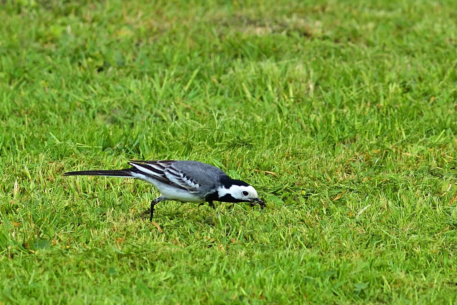 Nikon D5200 sample photo. Garden, white wagtail, bird photography