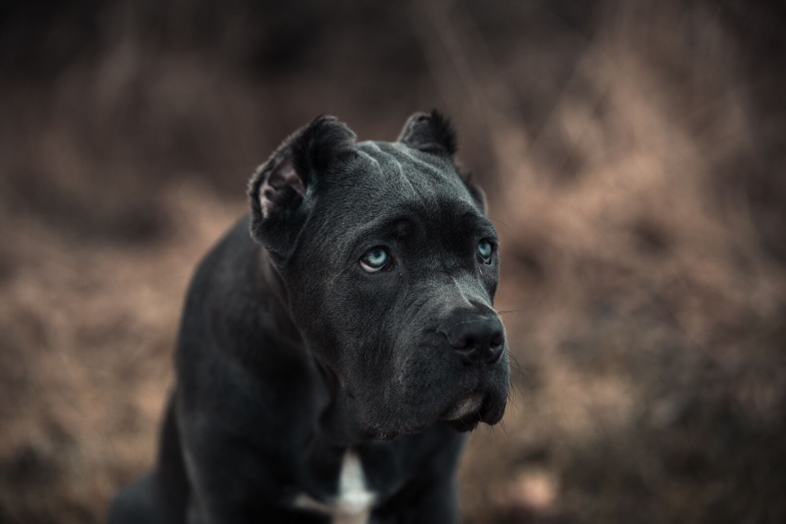 Canon EOS 6D sample photo. Bandog, puppy, blue eyes photography