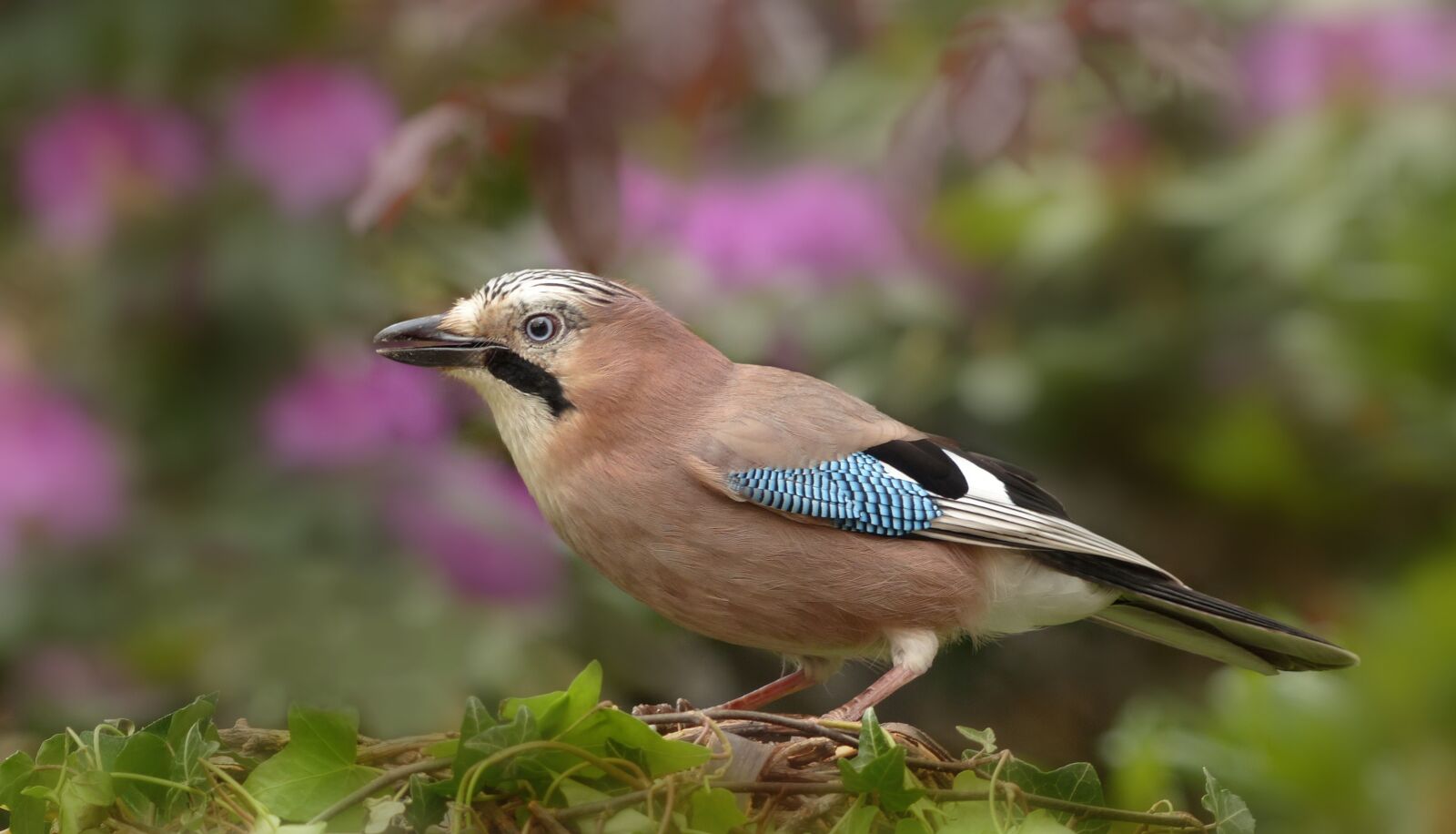 Panasonic Lumix DMC-FZ200 sample photo. Animal, bird, jay photography