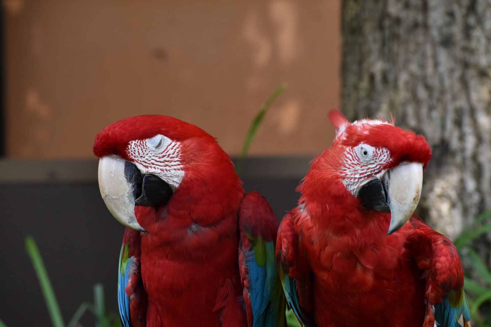 Nikon D5600 sample photo. Zoo, bird, red photography