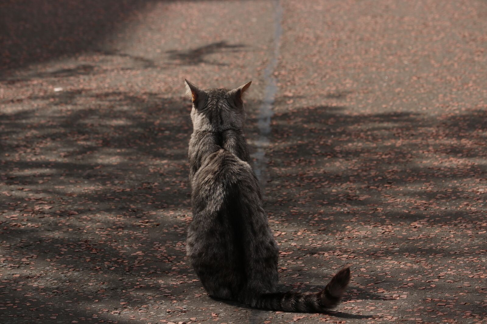 Canon EOS 750D (EOS Rebel T6i / EOS Kiss X8i) sample photo. Cat, state, antisocial photography