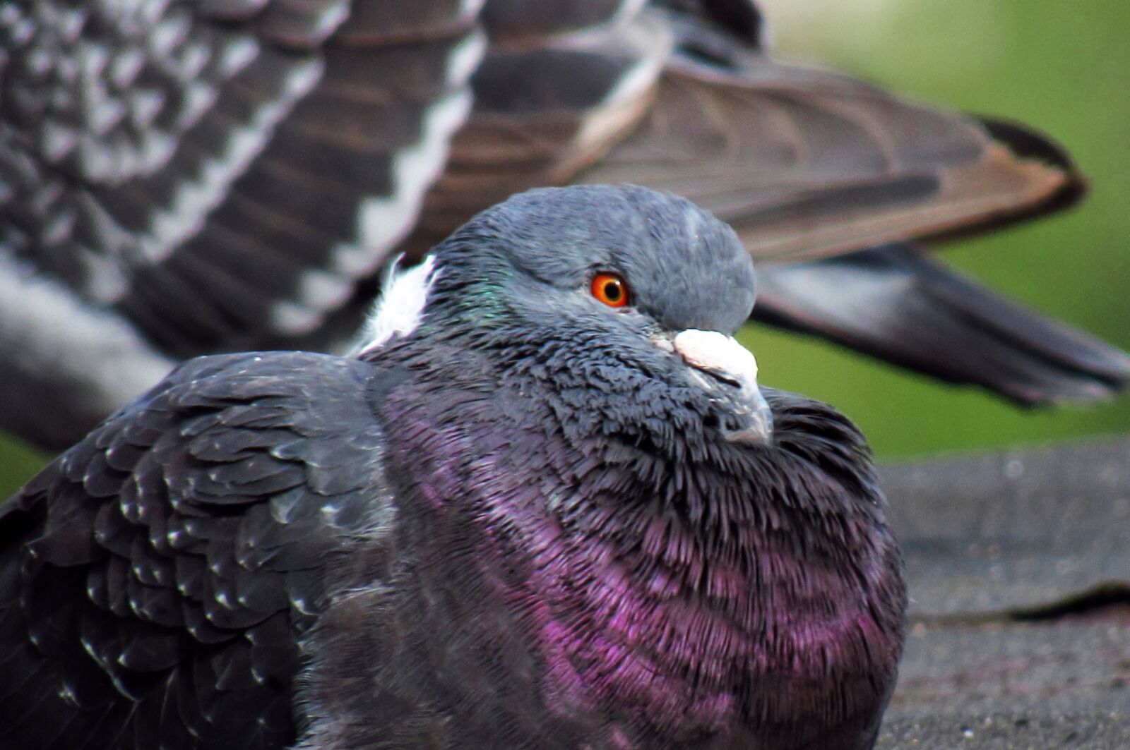 Canon PowerShot SX530 HS sample photo. Dove, pigeon, bird photography