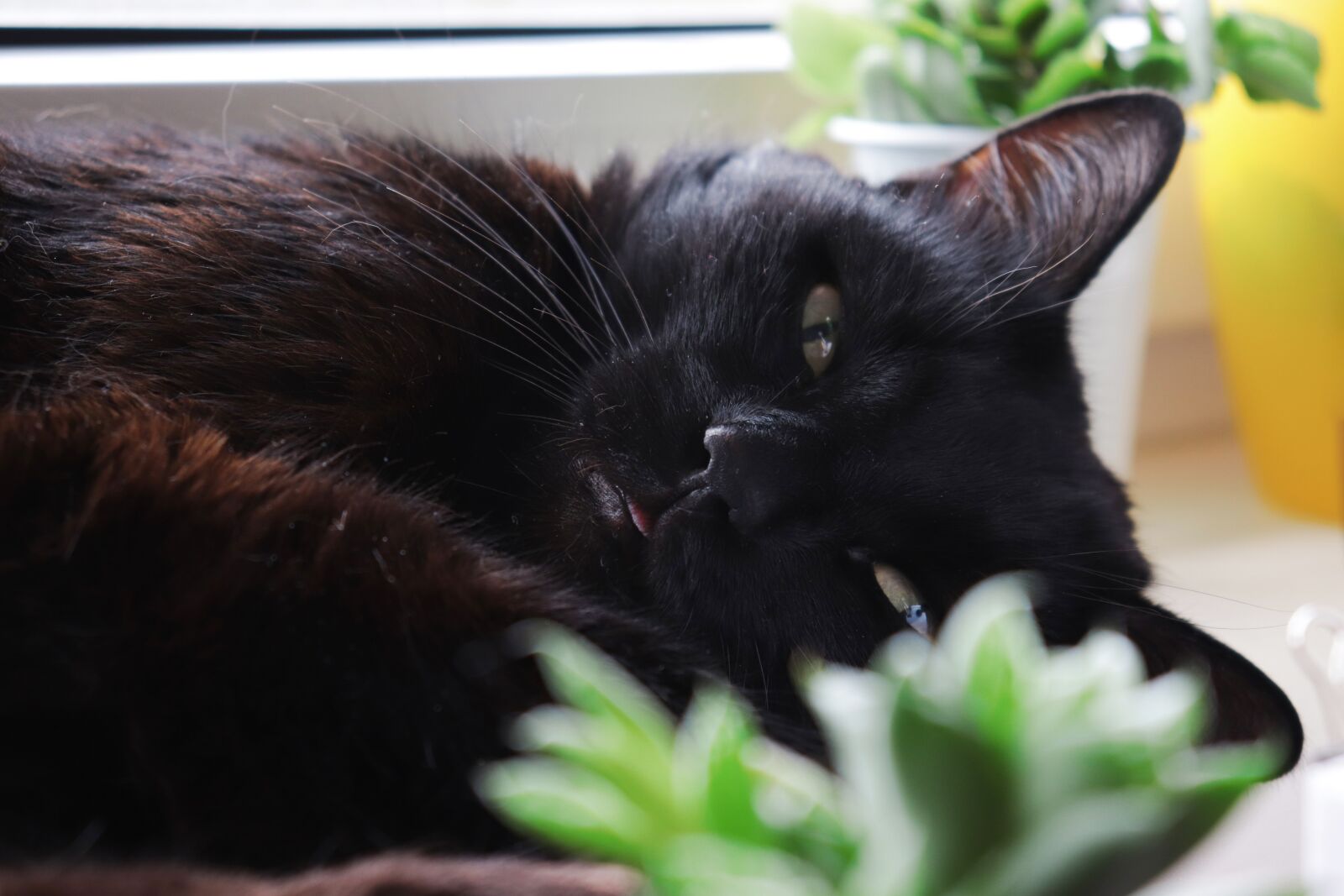 Canon EOS 200D (EOS Rebel SL2 / EOS Kiss X9) sample photo. Cat, black, animals photography