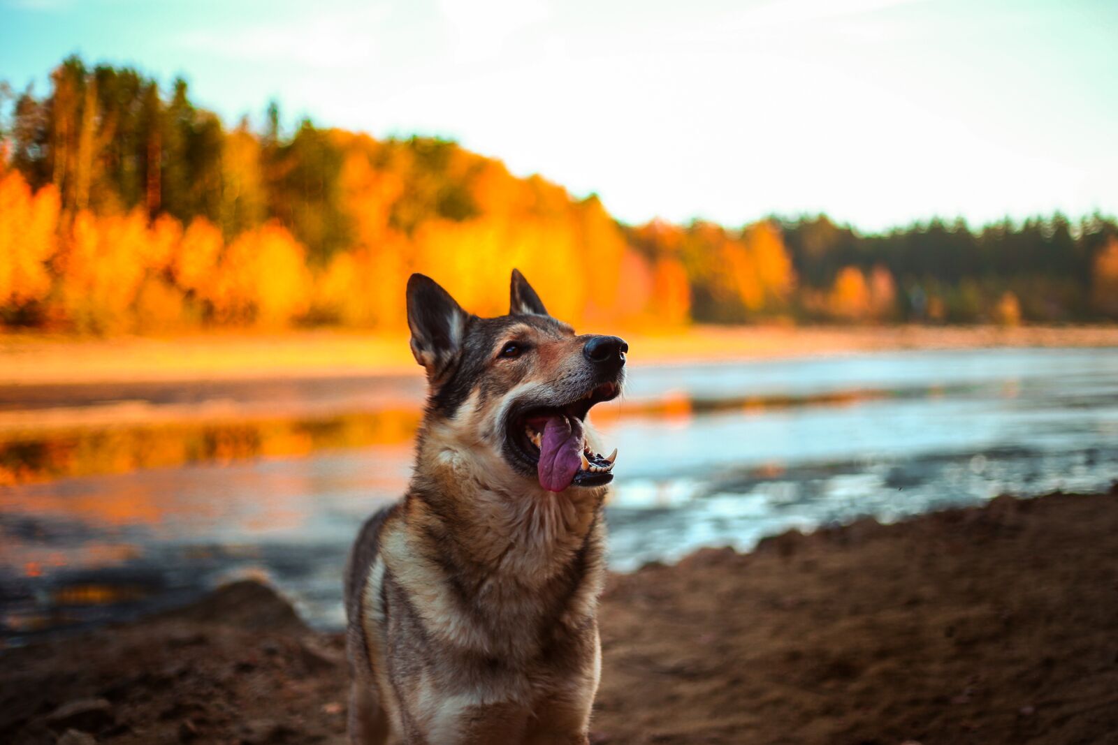 Canon EF 50mm F1.8 II sample photo. Dog, alsatian, animal photography