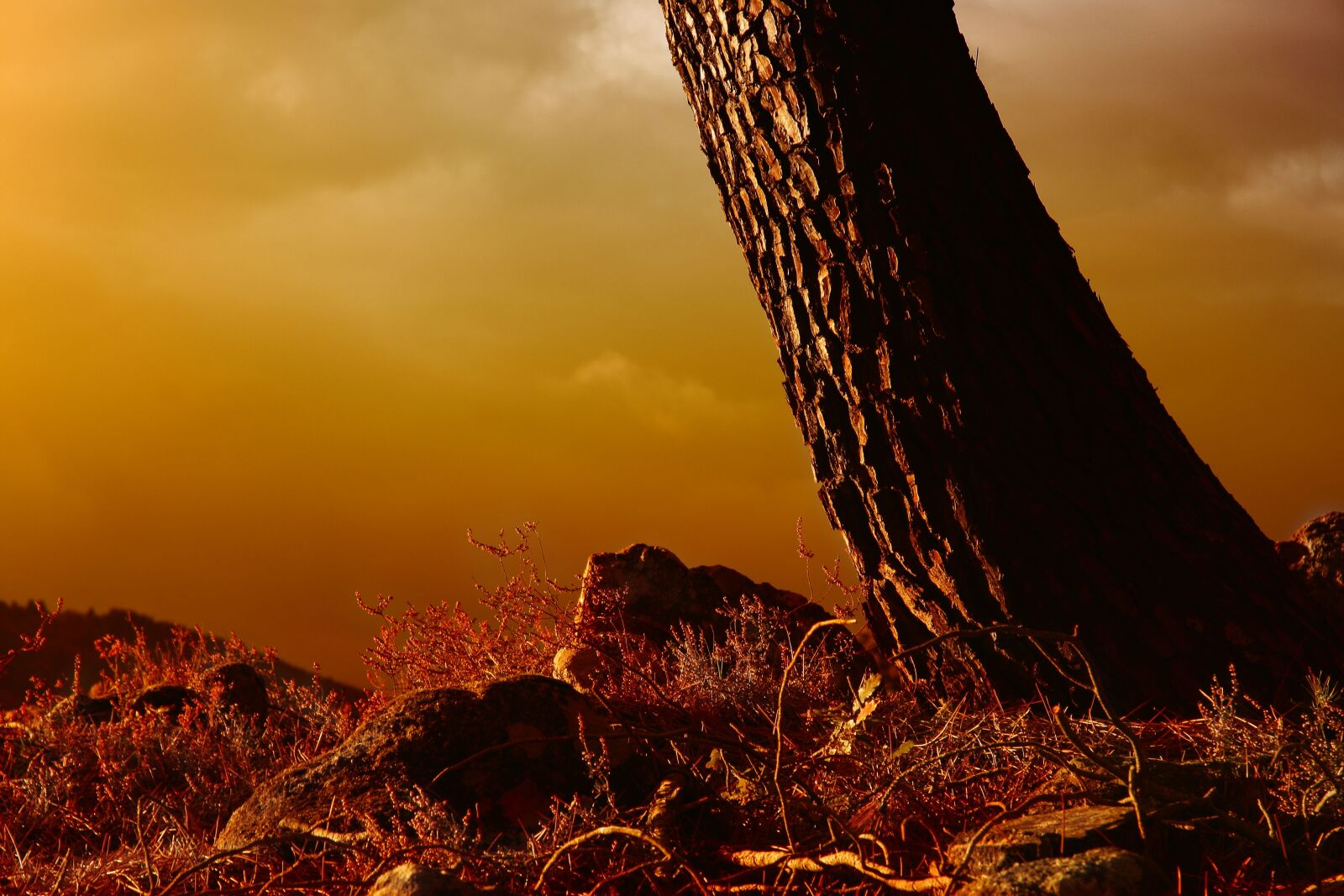 Canon EOS 1000D (EOS Digital Rebel XS / EOS Kiss F) sample photo. Sunset, nature, sky photography