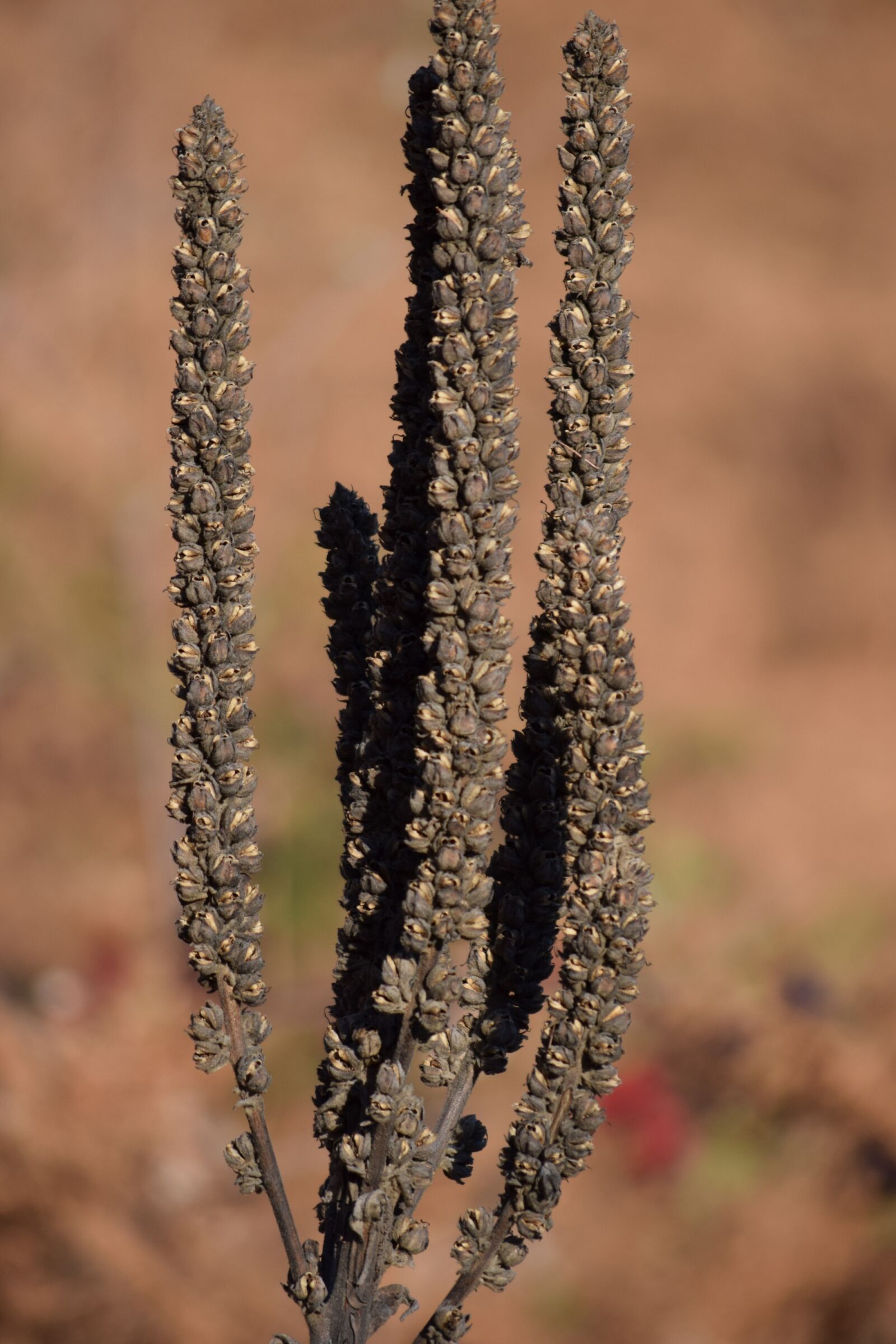 Nikon D3300 sample photo. Plant, shrub, seeds photography