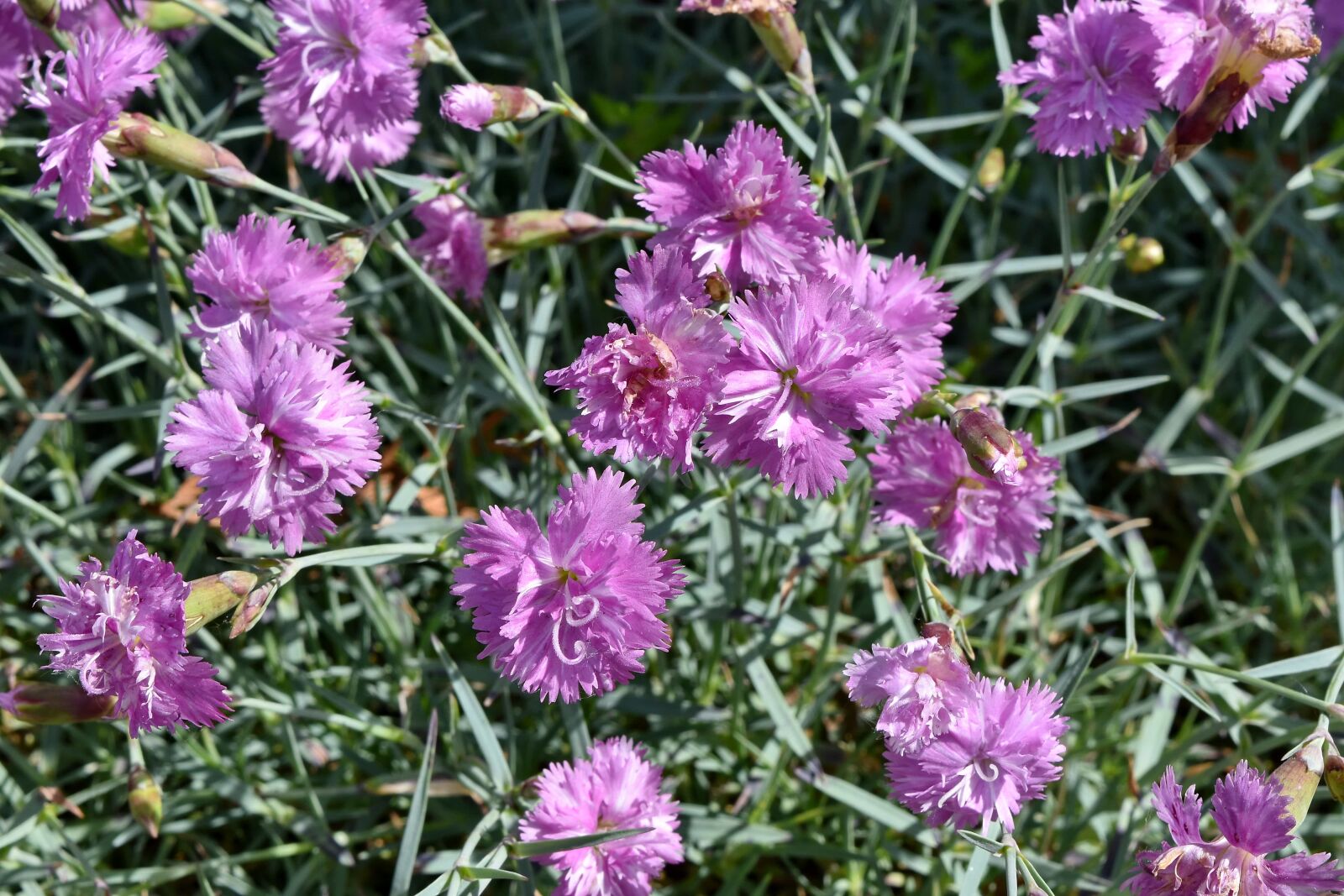 Nikon D5500 sample photo. Beautiful flowers, carnation, horticulture photography