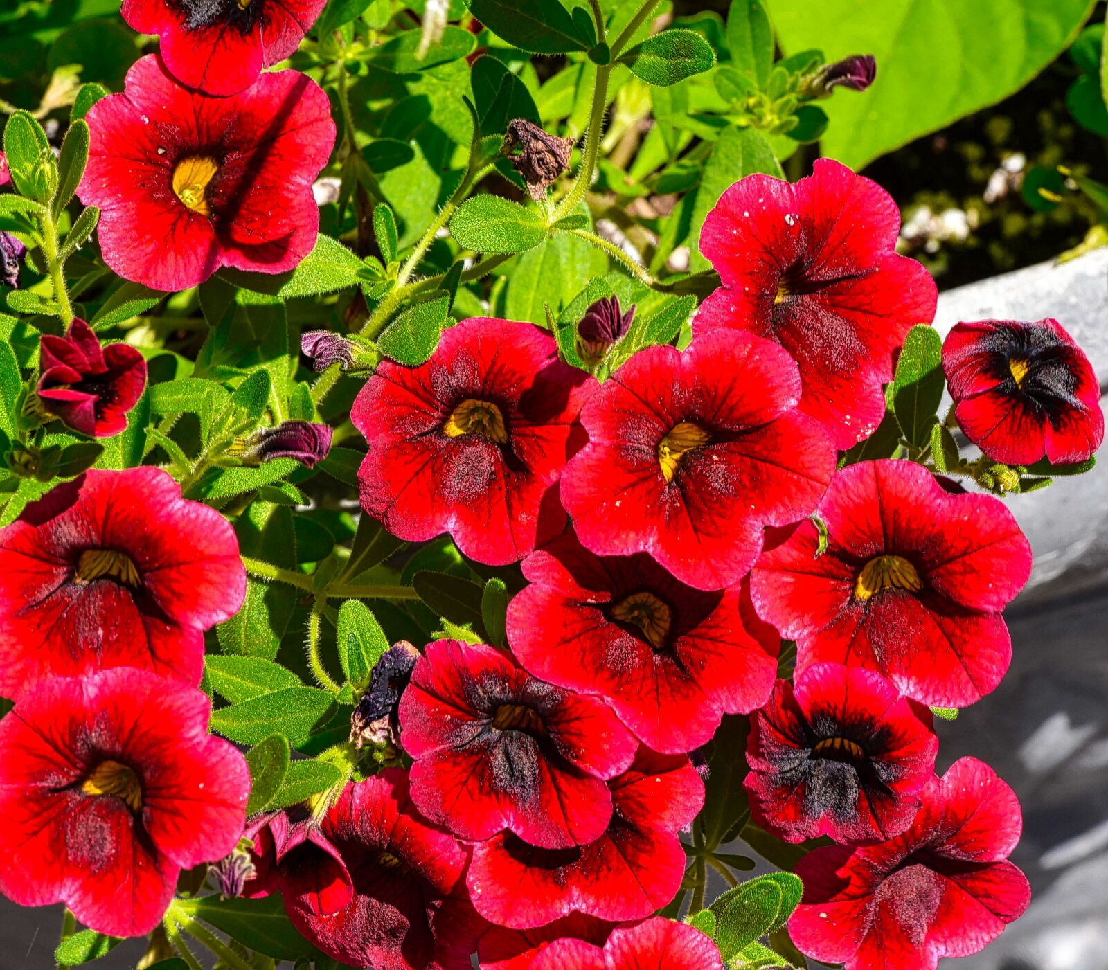 Nikon D750 sample photo. Flower, summer, garden photography