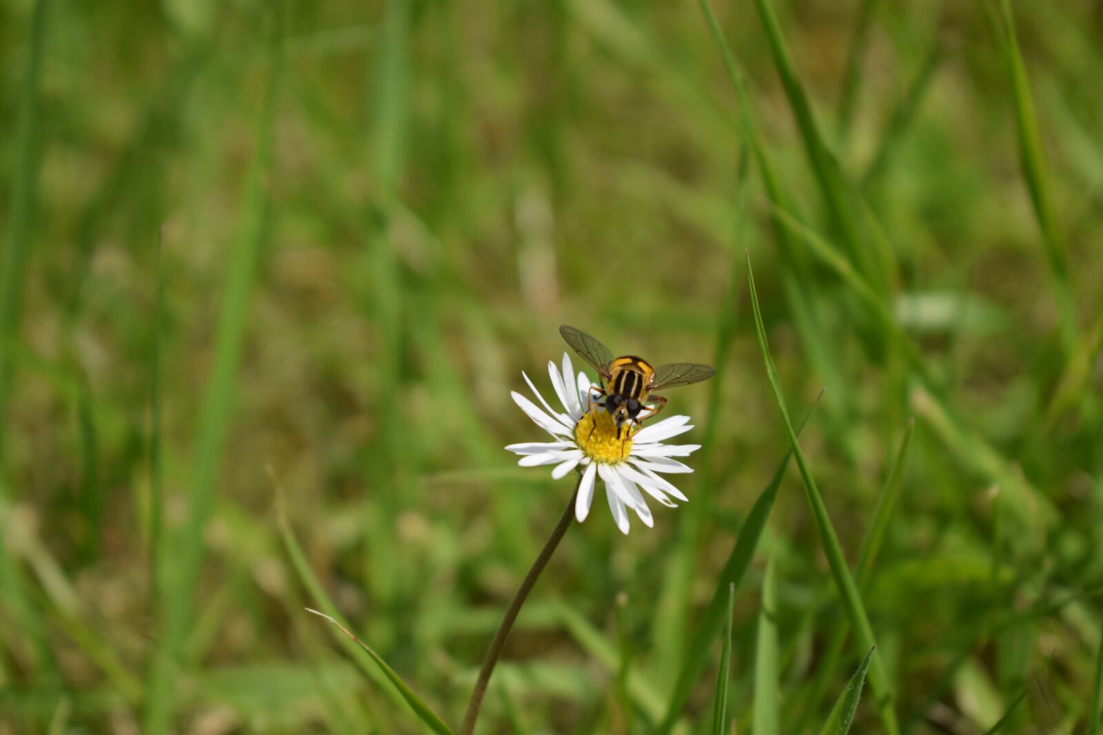 Nikon D3300 sample photo. Bee, insect, daisy photography