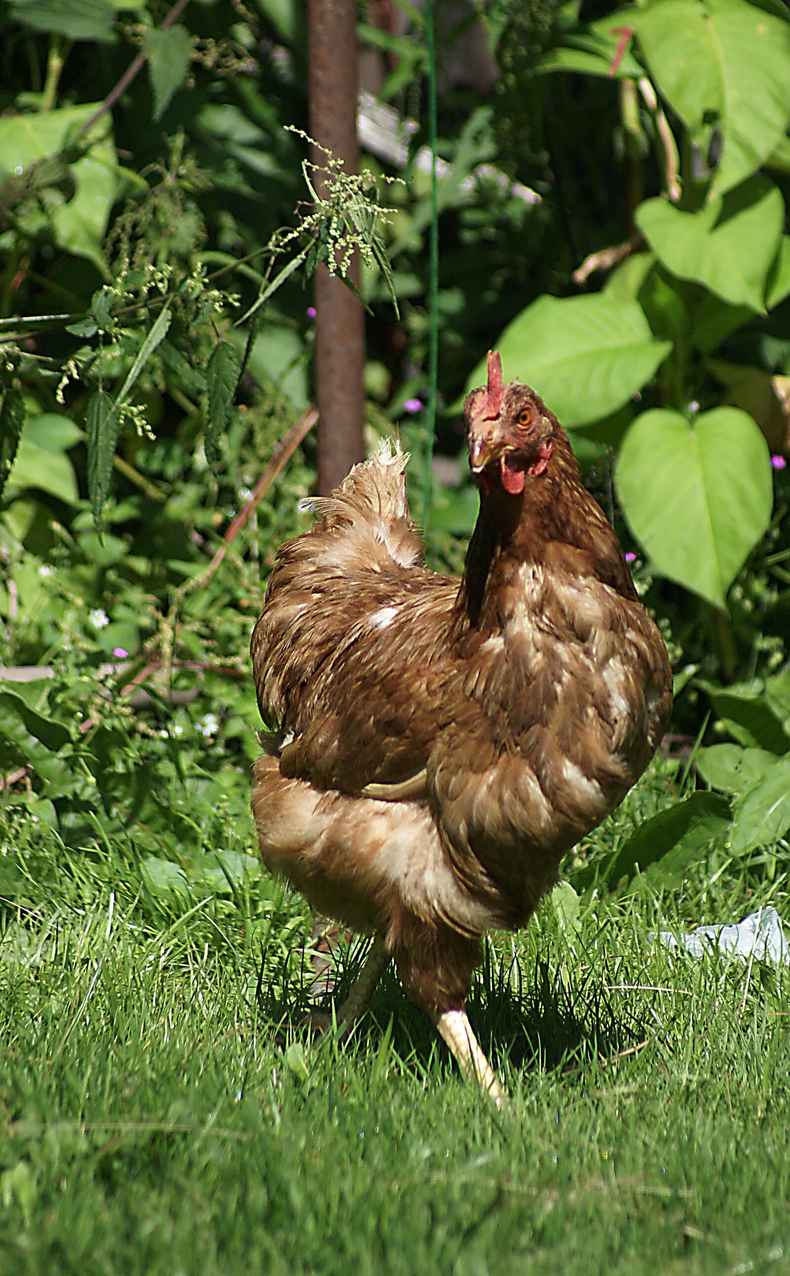 Sony Alpha DSLR-A100 sample photo. The hen, domestic hen photography