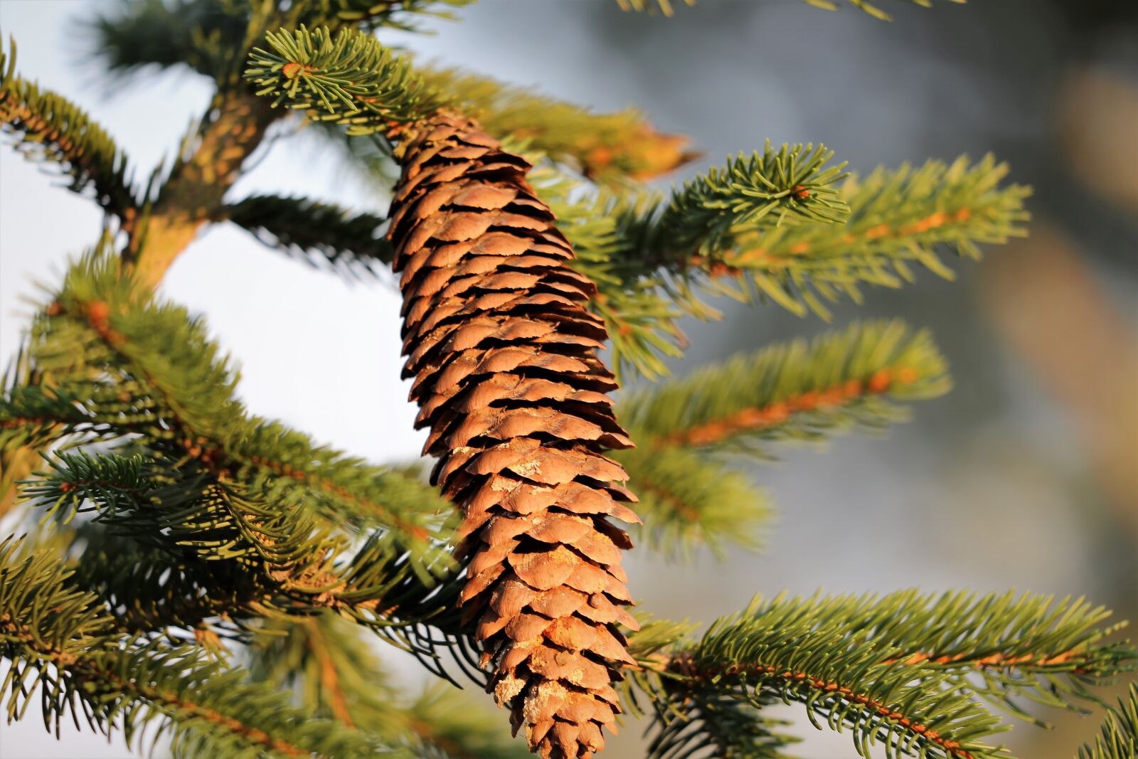 Canon EF 70-300 F4-5.6 IS II USM sample photo. Picea abies, european spruce photography