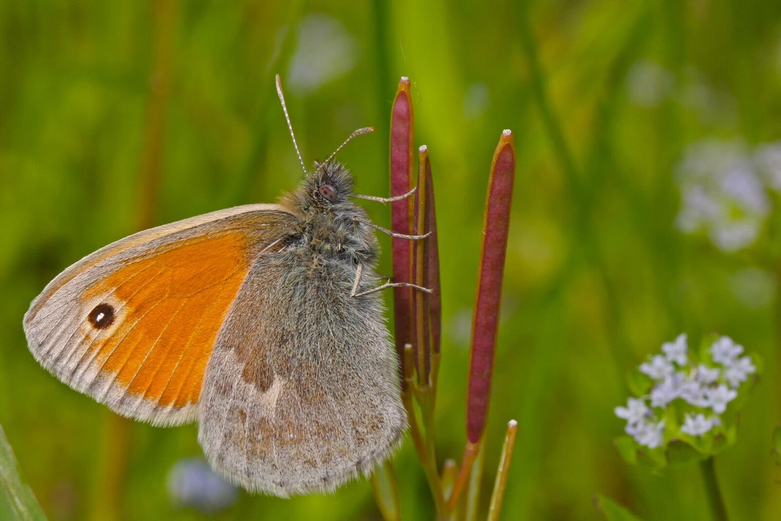 Canon EOS 40D sample photo. Nature, butterfly, insect photography