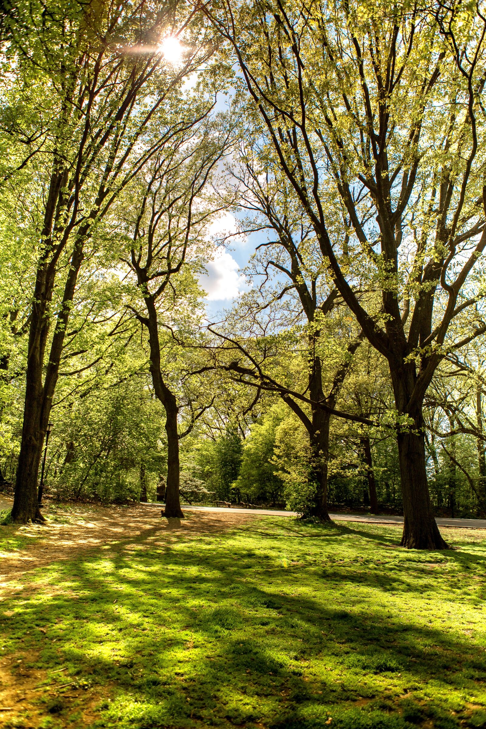 Canon EF 24-70mm F2.8L USM sample photo. Park, forest, nature photography
