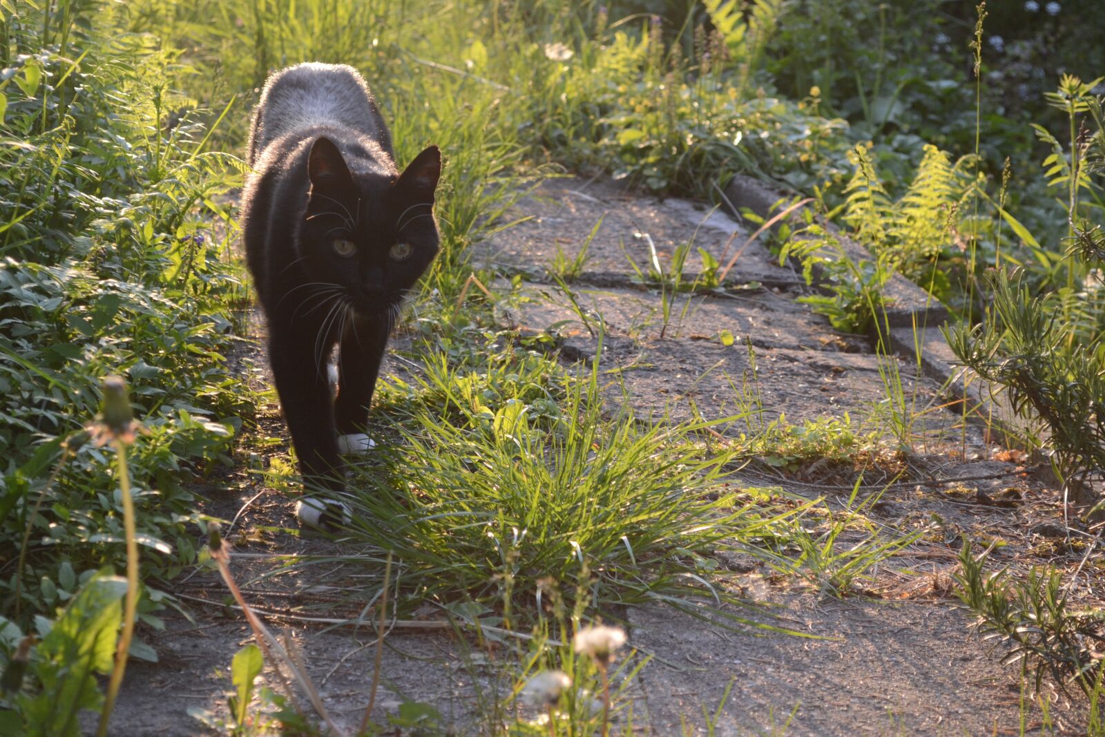 Nikon D3100 sample photo. Nature, cat, view photography