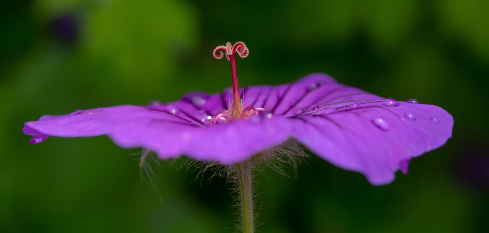 Canon EF-S 60mm F2.8 Macro USM sample photo. Blossom, bloom, purple photography