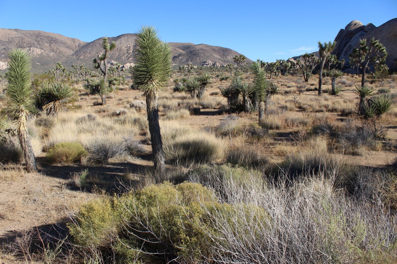 Canon EOS 100D (EOS Rebel SL1 / EOS Kiss X7) sample photo. Desert, nature, landscape photography