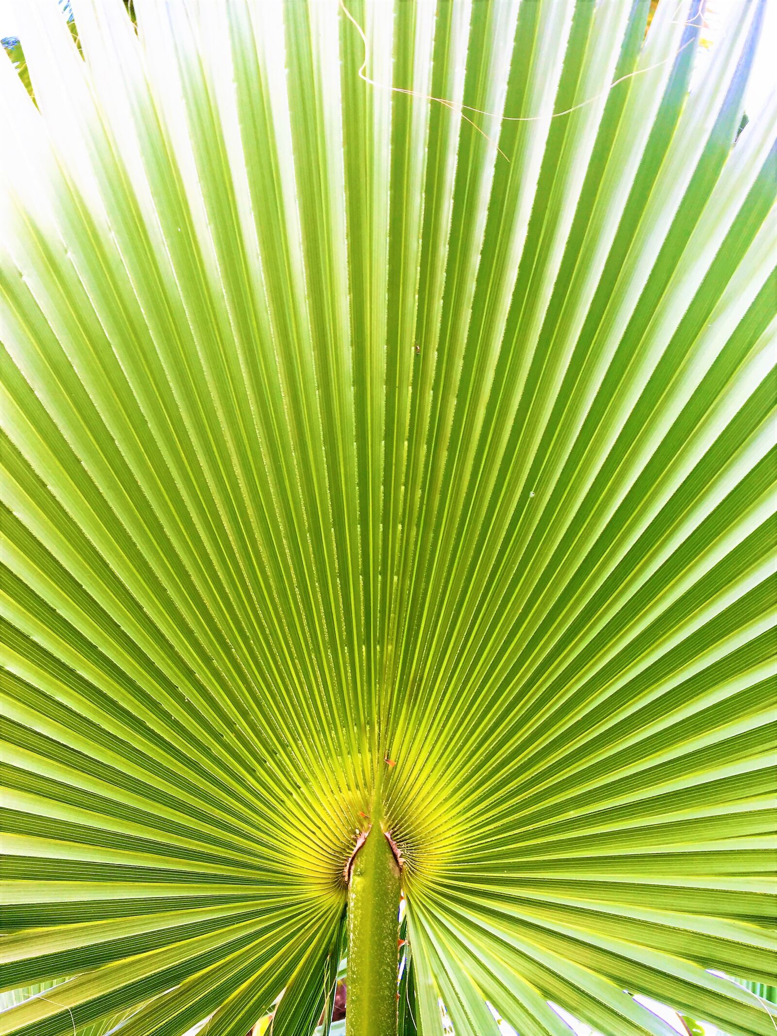 Apple iPhone 6s sample photo. Palm, leaves, nature photography