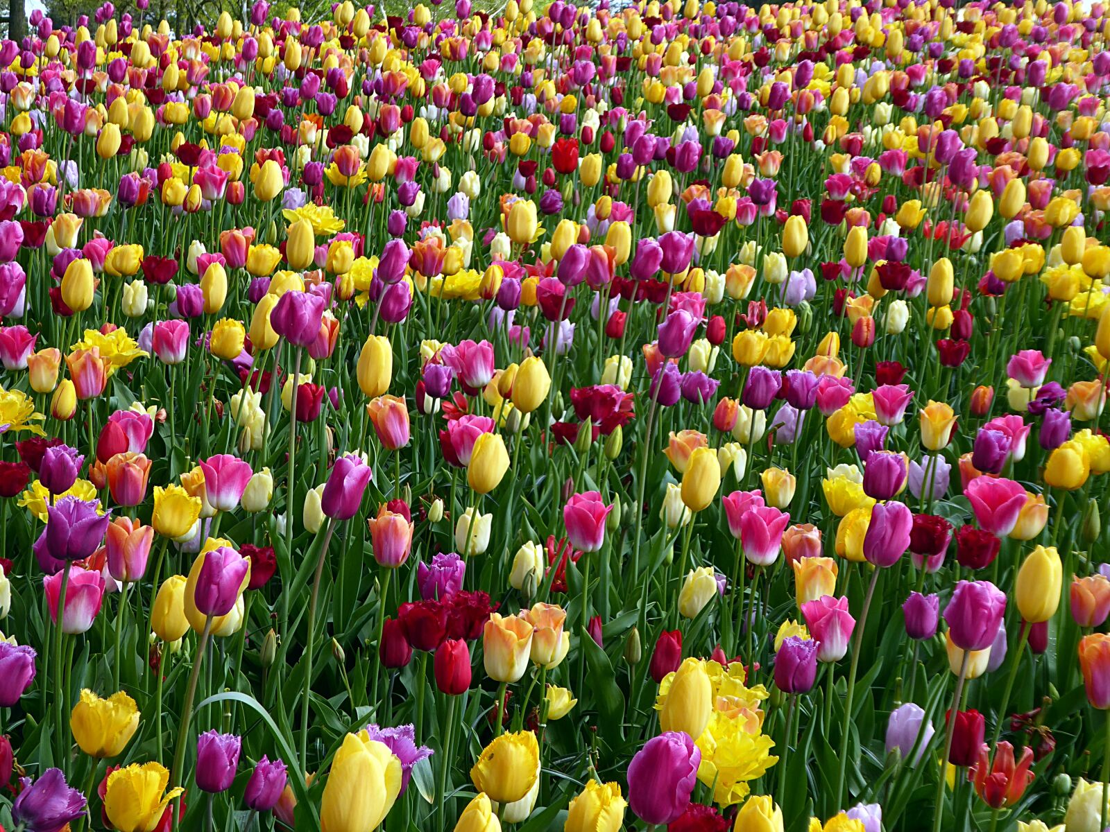 Panasonic Lumix DMC-ZS50 (Lumix DMC-TZ70) sample photo. Tulip, flower, lily photography