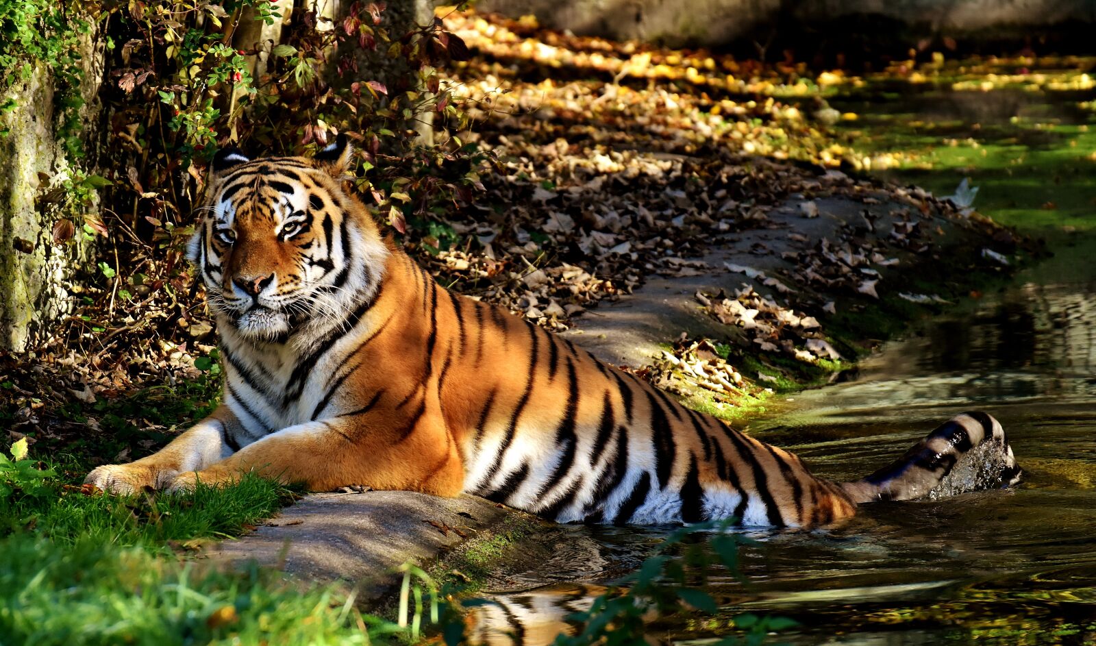 Nikon D7200 sample photo. Tiger, predator, fur photography