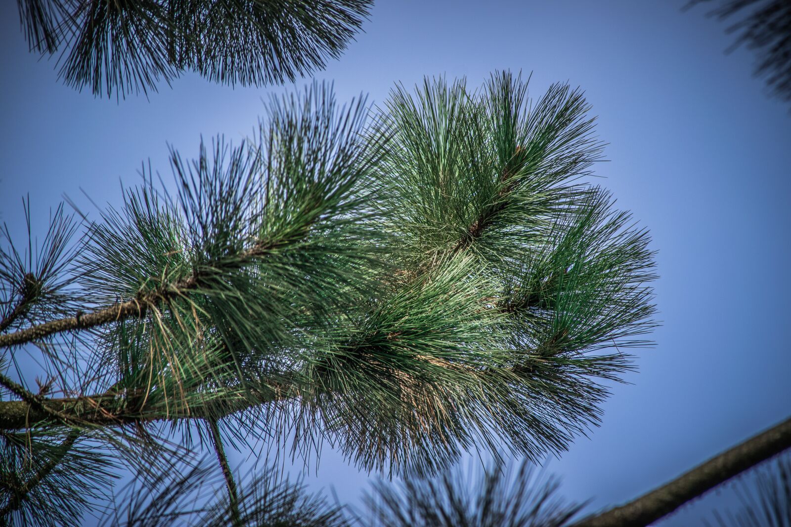 Nikon D5300 sample photo. Nature, needles, green photography