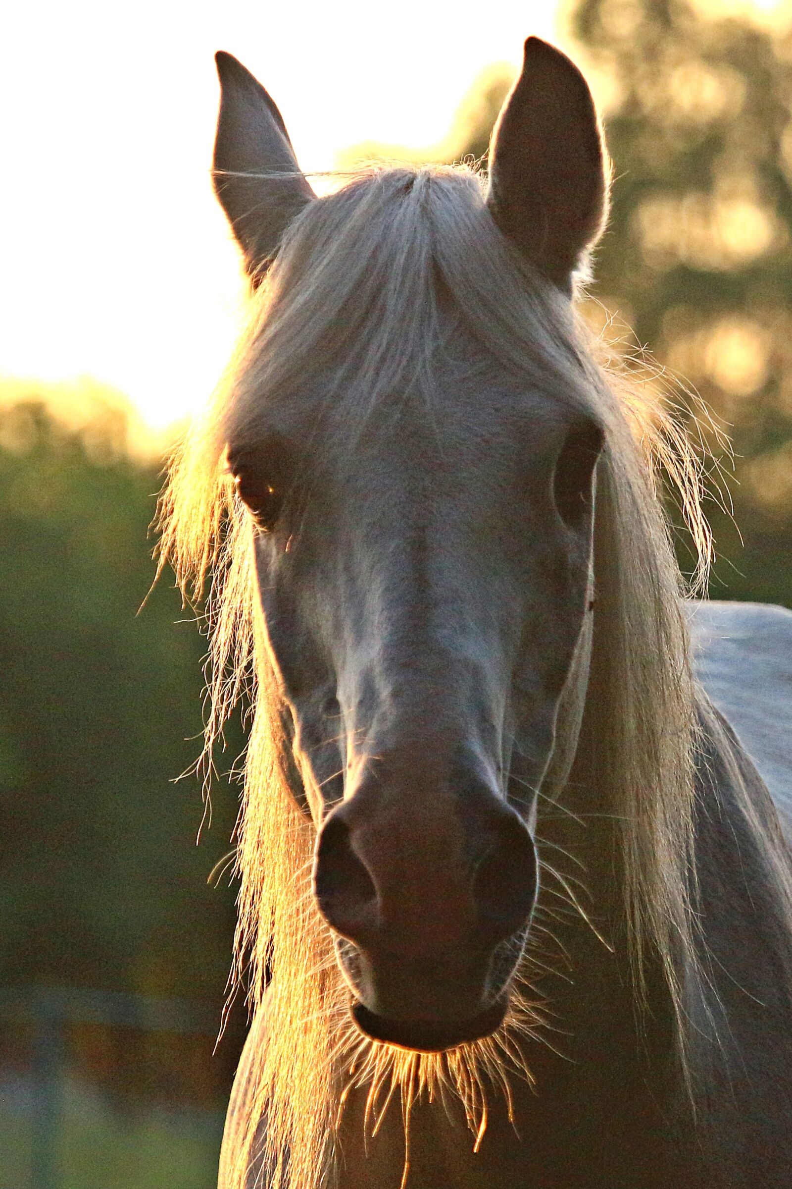 Canon EOS 100D (EOS Rebel SL1 / EOS Kiss X7) sample photo. Horse, stallion, mold photography