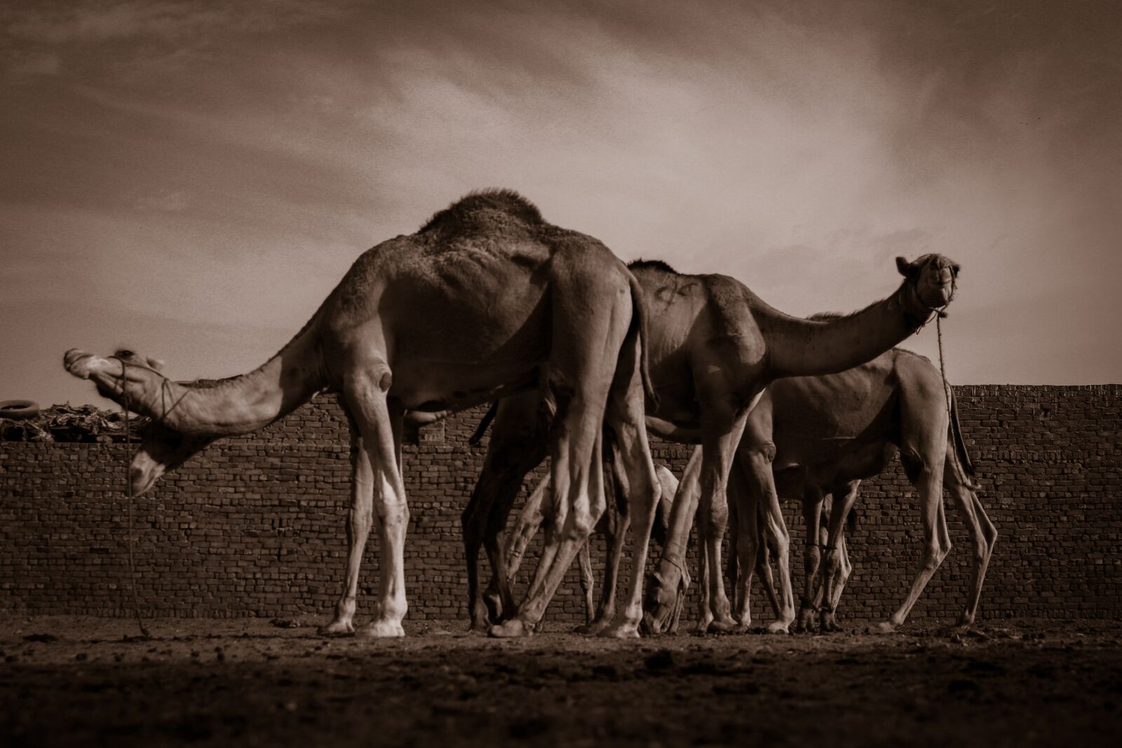 Canon EOS 80D sample photo. Camels, egypt, hue photography
