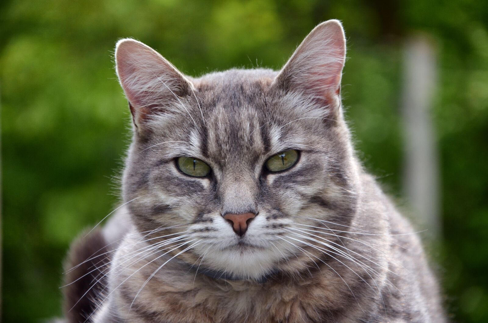 Nikon D5100 sample photo. Cat, grey, dome photography